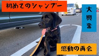 【黒ラブ】初めてのシャンプーへ！ペットショップのお姉さんと感動の再会！爆睡すぎて焦る飼い主！