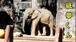 変わりなく元気な砥夢くん　African elephant(アフリカゾウ)　多摩動物公園