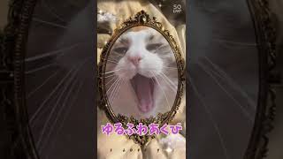 あくびいろいろ七変化🐾ショート動画 #Shorts​​ #猫​​ #cat Funny yawning various short video