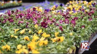 Garden Tips: Pansies and Violas