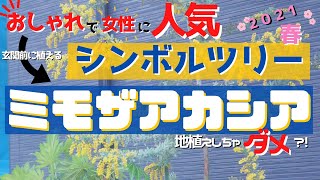 【シンボルツリーミモザ】玄関前に女性に大人気ミモザを使った植栽を解説付きでご紹介いたします。