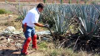 Jimador, Mexican farmer who harvests blue agave plants