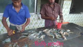 Shrimp processing for Export in Bangladesh( রপ্তানির জন্য চিংড়ির প্রকৃয়াজাতকরণের প্রাথমিক ধাপ)