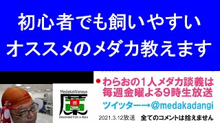 初心者でも楽しめるオススメのメダカ 滋賀県のメダカ販売店 めだか藁屋 高木正臣