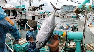 GIANT  BLUEFIN  TUNA  FILLETING- Donggang,Taiwan