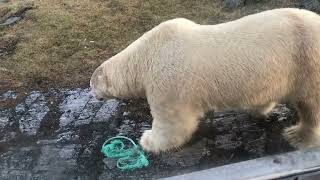 Scary polar bear encounter