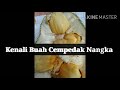 Kenali Buah Cempedak Nangka | Isi Buahnya Sangat Besar Dan Padat  #BuahCempedakNangka