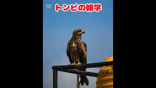 #トンビの雑学#鳶#動物雑学#雑学#ペット雑学