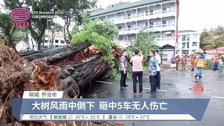 槟城中路大树雨中倒下  砸毁5车幸无酿伤亡【2024.05.11 八度空间华语新闻】