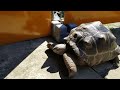 【アルダブラゾウガメ引越】生活空間が5倍になりました！ aldabra giant tortoise