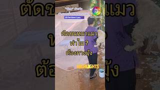 #highlights EP.1(ตอนจบ) #ช่างอาบน้ำตัดขน #หมา #แมว #นอกสถานที่ #ลาว #shorts | How To Become ตัวจริง