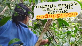 petik pucuk cemperai hutan