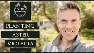 Planting asters. Aster Violetta. How to plant asters. Asters in the garden. Baltic Gardening