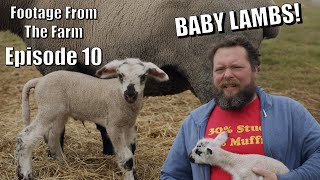 Footage From The Farm: Episode 10 - Cuteness Overload, The Pol's Have Baby Lambs!