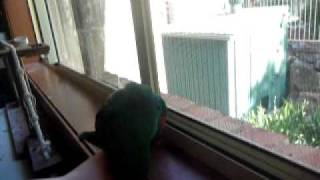 Jasper the eclectus parrot talking 2