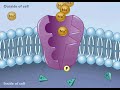 sodium potassium pump