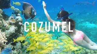 COZUMEL SNORKELING TIPS \u0026 Creepy Animals