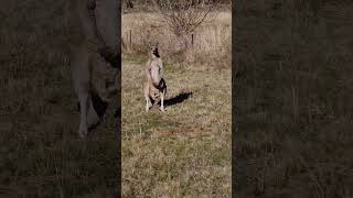 Big male Eastern Grey kangaroo vs DJI Mini 2.