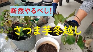 （家庭菜園）さつま芋のツルを冬越しさせる方法