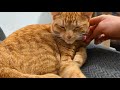 Precious cat makes unique sound while dad is coaxing her to sleep