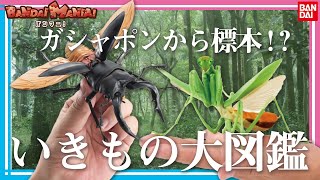 【バンダイ公式】ガシャポンから超リアルな昆虫の標本!?いきもの大図鑑を紹介!!謎のいきもの博士も登場!?【バンマニ!】