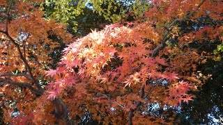 20191212 上野動物園の紅葉、イチョウの落葉、不忍池の弁天堂、今年最後の満月