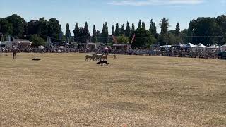 Sheep Dogs of England | ಇಂಗ್ಲೆಂಡ್ ದೇಶದ ಕುರಿ ಕಾಯುವ ನಾಯಿಗಳು