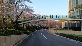 桜満開の六本木をドライブ　東京ミッドタウン　六本木ヒルズ　Driving around Roppongi with cherry blossoms in full bloom