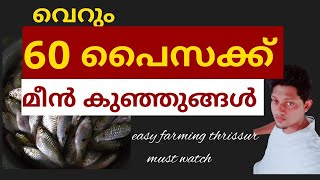 വെറും 60 പൈസ നിരക്കിൽ മീൻ കുഞ്ഞുങ്ങൾ എല്ലാവർക്കും ലഭിക്കുന്ന ഗവണ്മെന്റ് ഹാച്ചറി