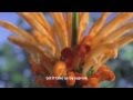 Maher Zain - Open Your Eyes | No Music