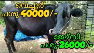 വെച്ചൂർ പശു 40000/-,8 1/2 മാസം ചെനയുള്ള പശു ,ജേഴ്സി ക്രോസ്സ് പശു -26000/-,