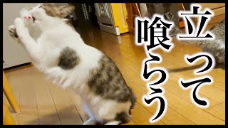 前世が魔王だと思ってる保護猫は｢新しいネズミは立って喰らう｣