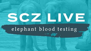 SCZ LIVE | Elephant Blood Testing