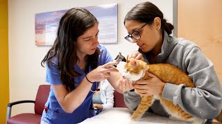 Ariel Bohner, '24, shares her student experience at #CornellVet's Small Animal Community Practice