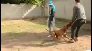 Vybz Kartel \u0026 Mad Sus Playing With Dog [FullVideo]