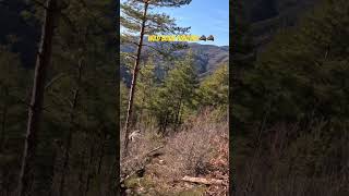 Wild boar hunting in Bulgarian mountains with Bulgarian barak🐗🐶#hunting #huntingdog #wildboar