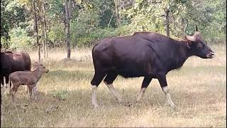 बारनवापारा अभ्यारण के जंगल में वन भैंसा एवं उसके छोटा सा बच्चा 🐂