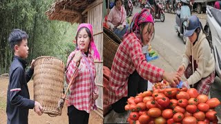 Harvesting tomatoes - Living with nature of two village girls