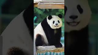 你聽說過熊貓界兩大美女南思嘉，北二胖嗎？嘿嘿，我就是思嘉 #panda #大熊貓