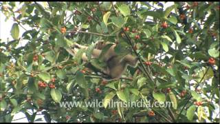 Male and female Hoolock gibbon