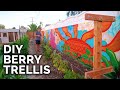 How To Build A Raspberry Trellis | Keep Your Berries Producing For YEARS!