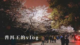 Vlog 02 带你领略中国最美大学武汉大学的夜樱