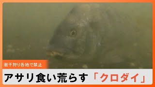 「潮干狩り」各地で“禁止”相次ぐ　アサリ食い荒らす「クロダイ」撮影成功　アサリ復活プロジェクト始動