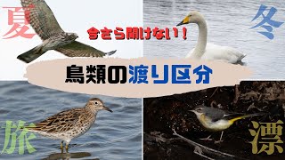 【初心者必見】野鳥の渡り区分を解説