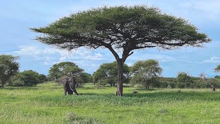 Notre safari en Tanzanie (première partie)