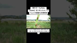 【ASMR】ヨツモンカメノコハムシの複雑な恋愛関係 #insects #虫の音 #bug #nature #虫の声 #虫の鳴き声 #交尾の音 #mating #korea