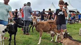 CABRA DE LEITE, OVINOS  E AVES NA FEIRA DE LAGOA DE PEDRAS-RN. 17.02.2025