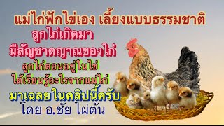 แม่ไก่ฟักไข่เอง ลูกไก่เรียนรู้ตั้งแต่อยู่ในไข่ มาเฉลยในคลิปนี้ครับ