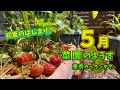 【ベランダ菜園】2024年5月菜園の様子