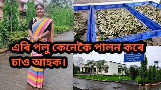 Silkworm Farming || Life Cycle Of Silkworm || Ari Polu Farming ||